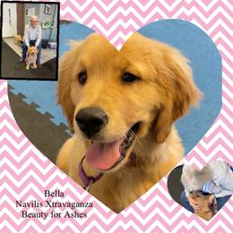 Golden Retriever Puppies from KCs Golden Dream