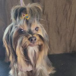 Lilly - Yorkshire Terrier