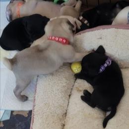AKC Boy 5 subtle silver fawn tricoloring - Silver male Pug puppy in Phoenix, Arizona from Pug Place Phoenix