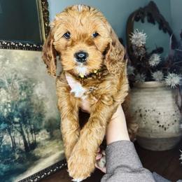 Alpine - Red  male Goldendoodle puppy in Georgia from Mother of Golden Doodles