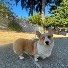 American Corgis from PNW Corgis