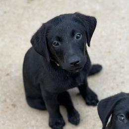 Dilute Retrievers and Labrador Retrievers from Straight Shooter Labradors
