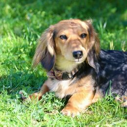 Dachshunds and Golden Retrievers from Mount Calm Golden Retrievers