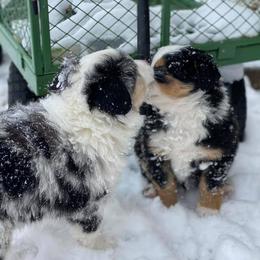 Aussiedoodle and Miniature Australian Shepherd Puppies from Rocking R Ranch Aussies