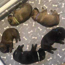 Boy 2 - male German Shepherd puppy in Worcester, Massachusetts from Alta Concordia German Shepherds