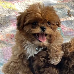 Gandalf - Red and tan male Shih Tzu puppy in Bloomfield, Indiana from Meihem Pups
