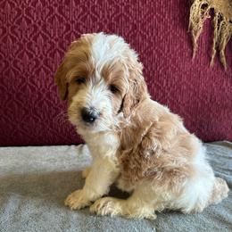 George - Brown and white male Bernedoodle puppy in Pauls Valley, Oklahoma from Daisy’s Doodles