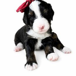 Gala - Tri-color female Bernedoodle puppy in Atwood, Oklahoma from Luxe Doodle Haven