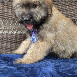 AKC Bruno - Fawn male Bouvier des Flandres puppy in Marionville, Missouri from Sandbox Puppies