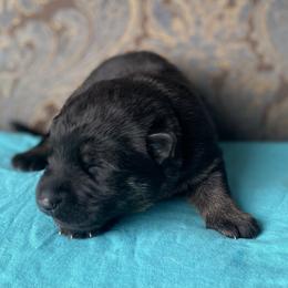 Teal collar boy - Black and red male German Shepherd puppy in Coleta, Illinois from Four Leaf Farm- Vom Vierblättriges Bauernhof