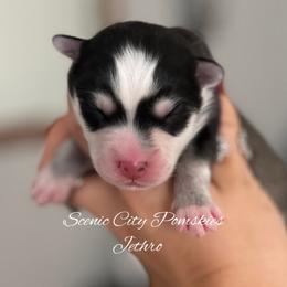 Jethro - Black and white male Pomsky puppy in Rossville, Georgia from Scenic City Pomskies