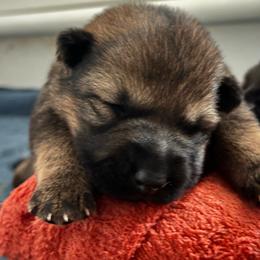 Flame - Sable female German Shepherd puppy in Winters, California from Vom Haefner German Shepherds