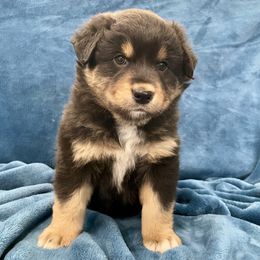 Rhonda - Black tri-color female Australian Shepherd puppy in Utah from Corbridge Aussies