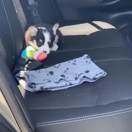 American Corgi and Pembroke Welsh Corgi Puppies from Chaotic Corgi’s