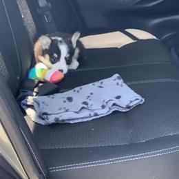 American Corgi and Pembroke Welsh Corgi Puppies from Chaotic Corgi’s