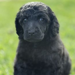 Bluey - Seafoam Collar - Black female Poodle puppy in Hesperia, California from HD Poodles