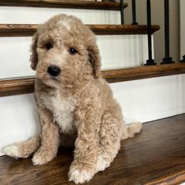 El Paso - Cream male Goldendoodle puppy in New Waverly, Texas from C.P. Puppy Buddies