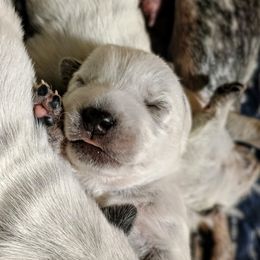 Australian Cattle Dog Puppies from Kurczak Farm LLC
