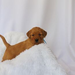 Golden Retriever Puppies from Golden Wiggle Retrievers