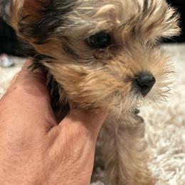Cartier - Black and tan male Yorkshire Terrier puppy in Los Angeles, California from WESTWAY Yorkies