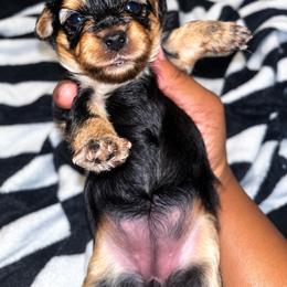 Mary Ann 2500 - Black and tan female Yorkshire Terrier puppy in Gastonia, North Carolina from Banks Dynasty Kennel