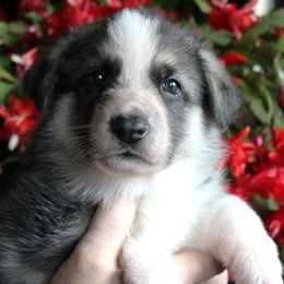 C - Panda female German Shepherd puppy in Yakima, Washington from Bahr-S German Shepherds