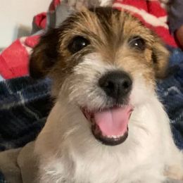 Prince Deuce (Deuce) - White and tan male Russell Terrier puppy in Missouri from Royal Russells Ranch