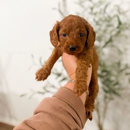 Cardinal - Red male Cavapoo puppy in Colcord, Oklahoma from Copper Lane Aussies, Doodles & Cavapoos