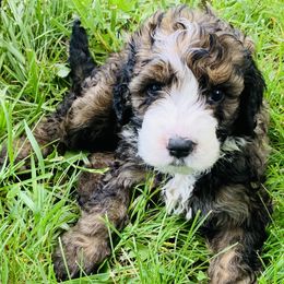 Bernedoodle Puppies from Moose Tracks Bernedoodles