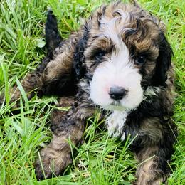 Bernedoodle Puppies from Moose Tracks Bernedoodles