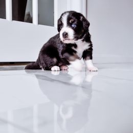Australian Shepherd Puppies from Caramel Bliss Kennel - East Coast Aussies
