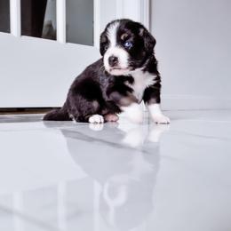 Australian Shepherd Puppies from Caramel Bliss Kennel - East Coast Aussies