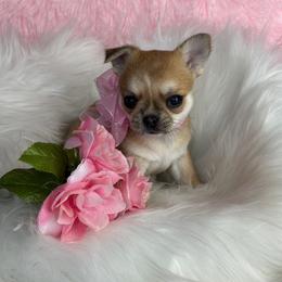 Tessa - Chocolate sabled fawn female Chihuahua puppy in Gloucester, Virginia from Charlotte's Web of Chihuahuas