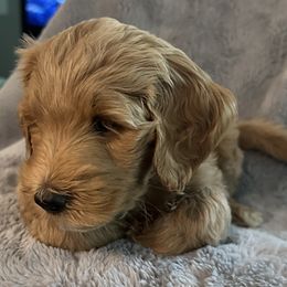 Girl 3 - Goldendoodle puppy in Landis, North Carolina from Shelbys Doodle Farm