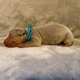 Puppy 4 - Fawn (isabella) and tan female Dachshund puppy in Riverside, California from Saddle Up Dachshunds