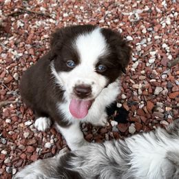Miniature Australian Shepherd and Toy Australian Shepherd Puppies from Ramblin’ Rose Aussies