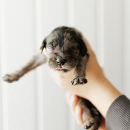 Loretta - Pink Collar - Merle female Goldendoodle puppy in Newell, Iowa from Front Porch Goldens