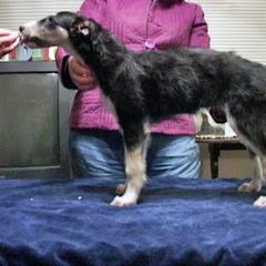 Borzoi Puppies from Radost Borzoi