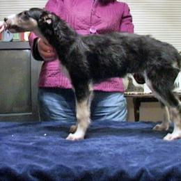 Borzoi Puppies from Radost Borzoi