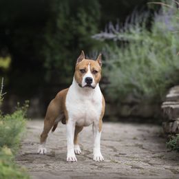 Phelps - American Staffordshire Terrier