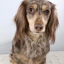 Zena - Dachshund