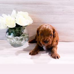 Nathan - Red  male Goldendoodle puppy in Kissimmee, Florida from Poodle Doodle Kennels