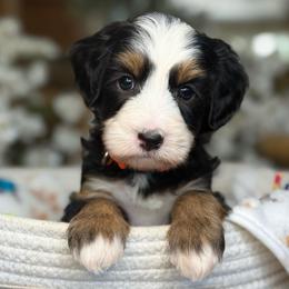 Eve - Tri-color female Bernedoodle puppy in Yuciapa, California from AlltheDoodlez_