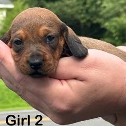 Red Girl 2 - Red female Dachshund puppy in Hickory, Kentucky from NanoDachs