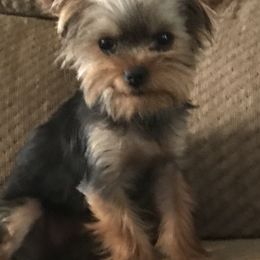 Yorkshire Terriers from Debra’s Yorkies
