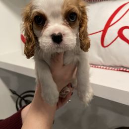 Cavalier King Charles Spaniel Puppies from Ridgefield Cavaliers