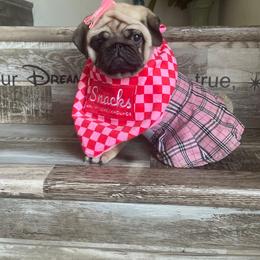 Bulldog and Pug Puppies from Love that bulldog lewter family