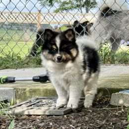 Cadie - Tri-color female Pomsky puppy in Doon, Iowa from Luxury Pomsky