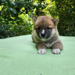 Ty - Sesame male Shiba Inu puppy in Illinois from Precious-Puppies
