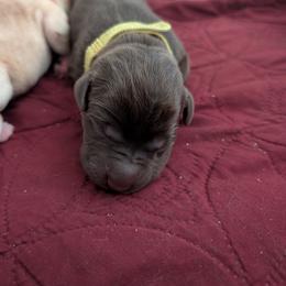 Jack (Yellow Collar) - Chocolate male Labrador Retriever puppy in Commerce, Oklahoma from Standing Water Kennels